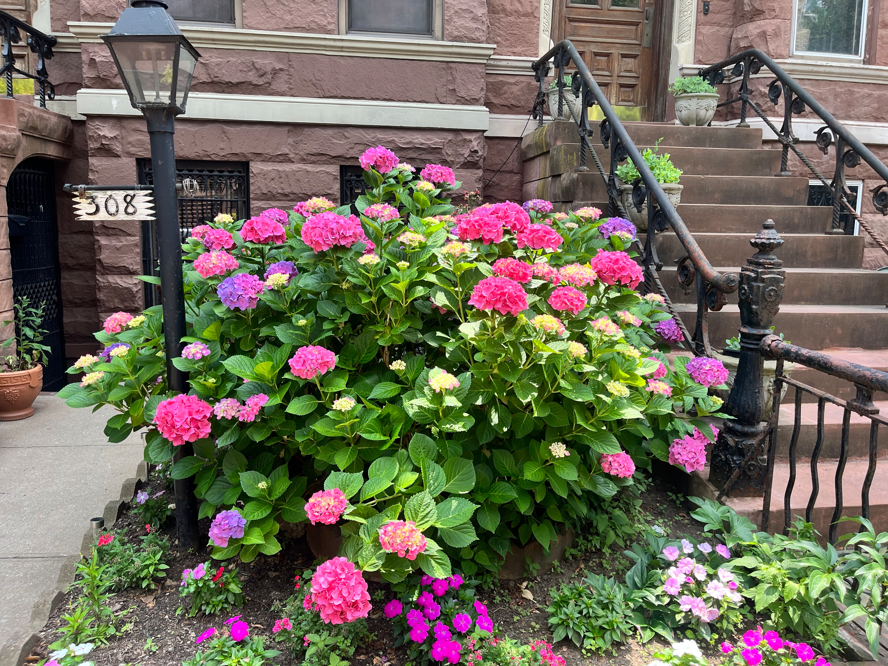 A vibrant bush of pink and purple flowers blooms beside a set of stone stairs with black wrought-iron railings in front of a brownstone building.